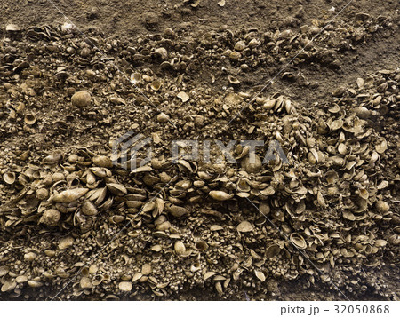 加曽利貝塚 32050868