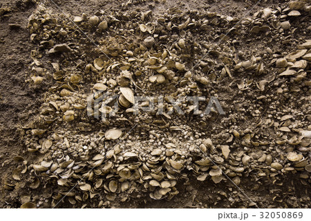 加曽利貝塚 32050869