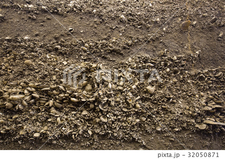 加曽利貝塚 32050871