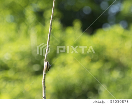 サッポロマイマイ 32050873