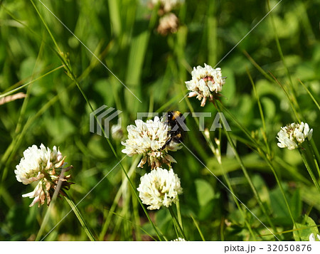 セイヨウオオマルハナバチ 32050876