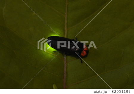 ゲンジボタル 32051195
