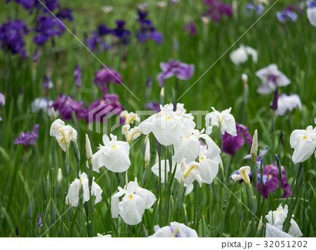 ハナショウブ 32051202