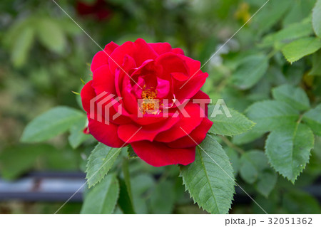 Red rose red rose Bush near the house . Closeup. 32051362