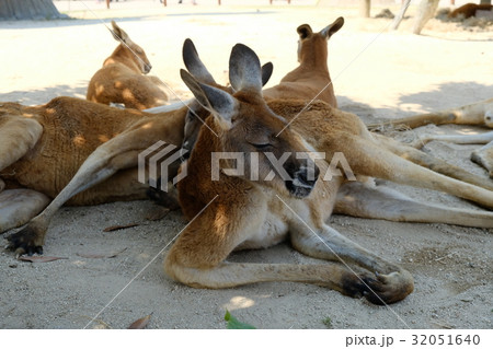 カンガルー カンガルー 32051640