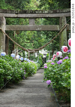磯山神社のアジサイ 32051848