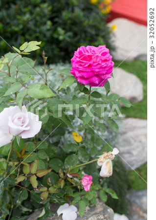 roses bush in the garden at spring roses bush in the garden at spring 32052692