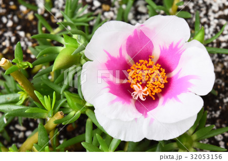 マツバボタンの花 バイカラーピンク の写真素材