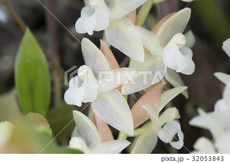 原種洋ランPholidota chinensisの写真 32053843