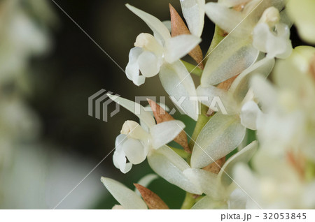 原種洋ランPholidota chinensisの写真 32053845