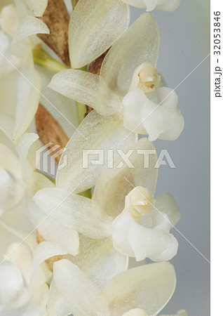 原種洋ランPholidota chinensisの写真 32053846