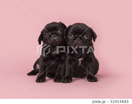 Two cute black pug puppies on pink background 32054683