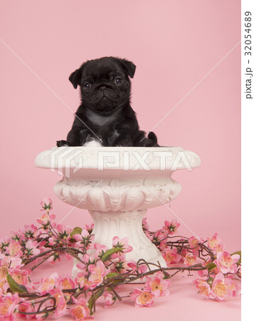 Cute black pug puppy in a white flowerpot Cute black pug puppy in a white flowerpot 32054689