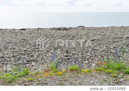 Blueweed flowers by the coast 32055060