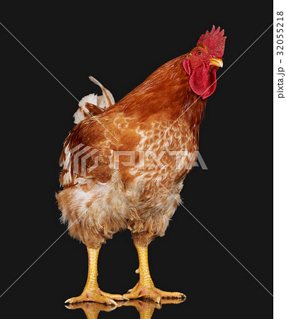 Brown rooster on black background, live chicken Brown rooster on black background, live chicken 32055218