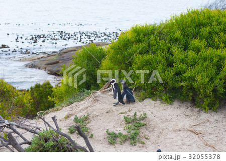 The African Penguin colony on Cape Peninsula 32055378