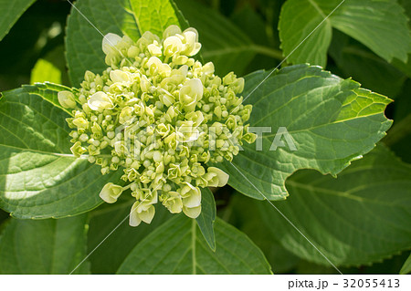 葉　アジサイ　紫陽花　蕾　咲き始め　梅雨　6月　白　ホワイト 32055413