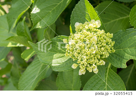 葉　アジサイ　紫陽花　蕾　咲き始め　梅雨　6月　白　ホワイト 32055415