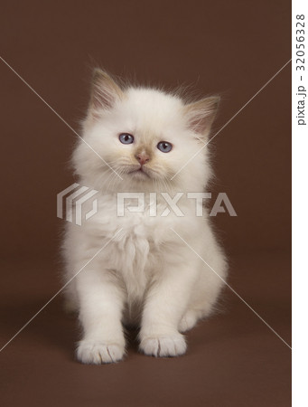 Sitting rag doll kitten on brown background 32056328