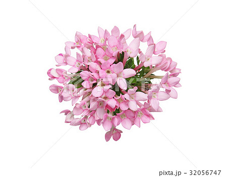 ブバルディアの花束 ブバルディアの花束 32056747