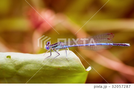 Summer dragonfly. Macro picture of dragonfly Summer dragonfly. Macro picture of dragonfly 32057287