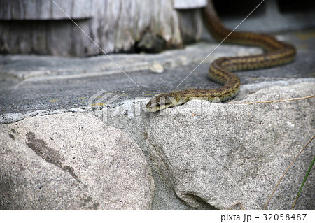 アオダイショウ アオダイショウ 32058487