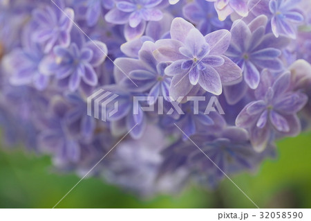 青紫の紫陽花 32058590