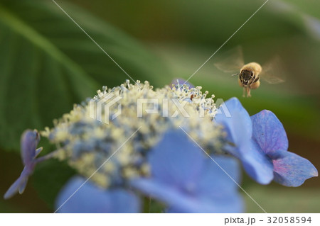 蜜を吸いにきた蜂 32058594