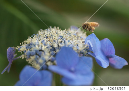 紫陽花の蜜が好きな蜂 紫陽花の蜜が好きな蜂 32058595
