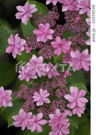 ピンクのダンスパーティー 32058598