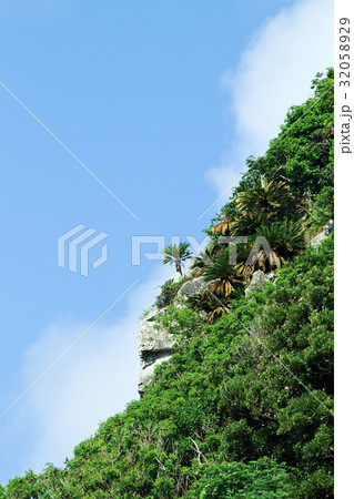 ソテツの山 32058929