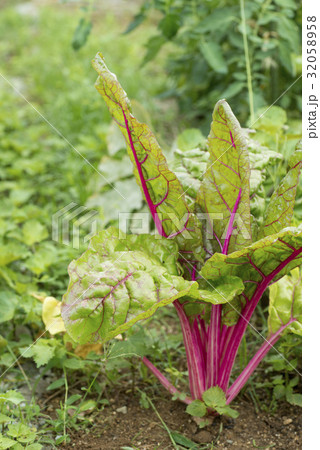 ウマイナ ウマイナ 32058958