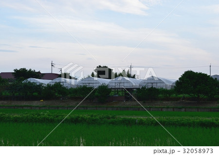 ビニールハウス 32058973