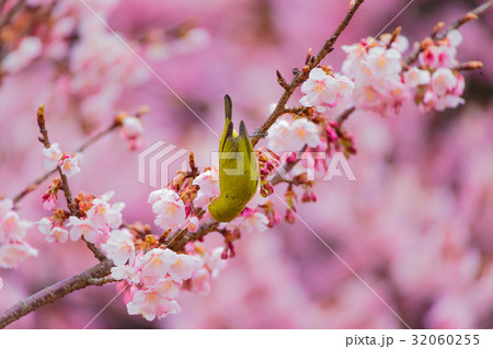 メジロと寒桜 32060255