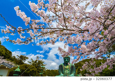 鎌倉大仏と桜 32060377