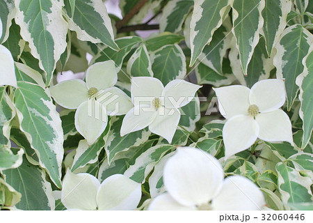 ヤマボウシ ウルフアイ ヤマボウシ ウルフアイ 32060446