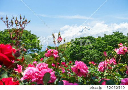 富士市中央公園のバラ園 富士市中央公園のバラ園 32060540