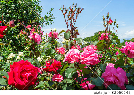 富士市中央公園のバラ園 32060542