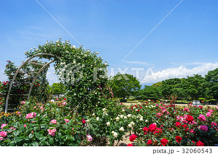 富士市中央公園のバラ園 32060543