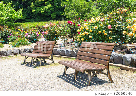 富士市中央公園のバラ園 32060546