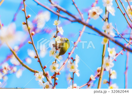 メジロと白梅 32062044