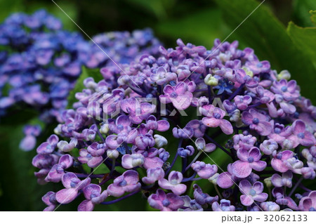 うずあじさい 32062133