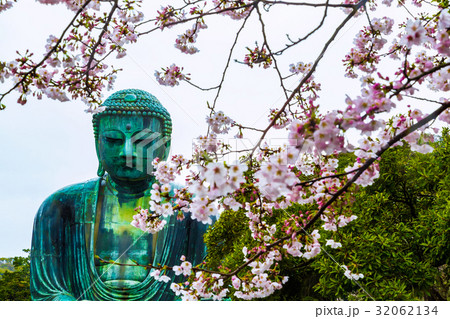 鎌倉大仏　前景は桜　降雨 32062134