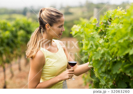 Female vintner holding wine glass and inspecting grape crop Female vintner holding wine glass and inspecting grape crop 32063260