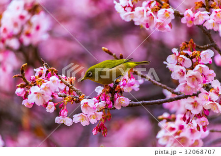 メジロと寒桜 メジロと寒桜 32068707
