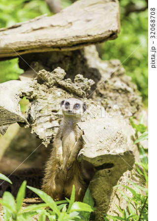 ミーアキャットの子供 32068708