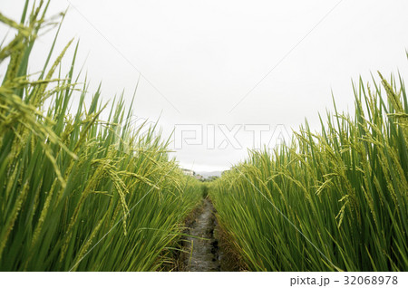 水田 米 稲 32068978