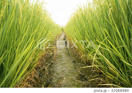 水田 米 稲 32068980