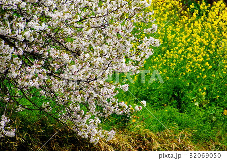 皇居 千鳥ヶ淵・桜の花 / サクラ & 菜の花 (東京都 千代田区) 皇居 千鳥ヶ淵・桜の花 / サクラ & 菜の花 (東京都 千代田区) 32069050