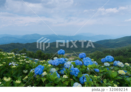 紫陽花群生 徳島県大川原高原 紫陽花群生 徳島県大川原高原 32069214